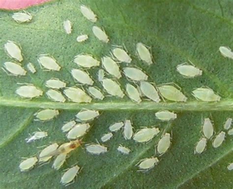 White aphids on smartweed - Capitophorus hippophaes - BugGuide.Net