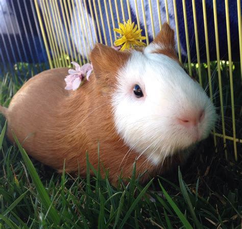 Veterinary Medical Associates | Feeding Your Guinea Pig