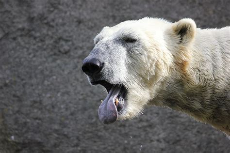 HD wallpaper: polar bear, white bear, tongue, yawn, zoo, animal, animal ...