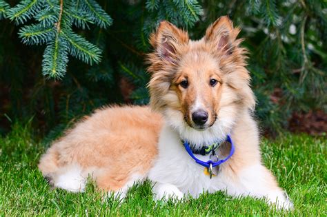 Rough Collie Puppies: Everything a New Owner Should Know