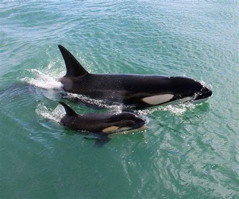 Mom and baby orca | Animals beautiful, Whale, Ocean animals