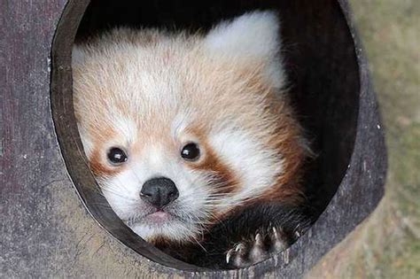 First pictures of adorable baby red pandas born at ZSL Whipsnade Zoo | London Evening Standard ...