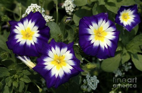 Purple Yellow And White Flowers Photograph by Mike Nellums