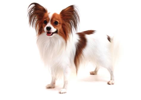 Papillon Breed Facts and Information | PetCoach