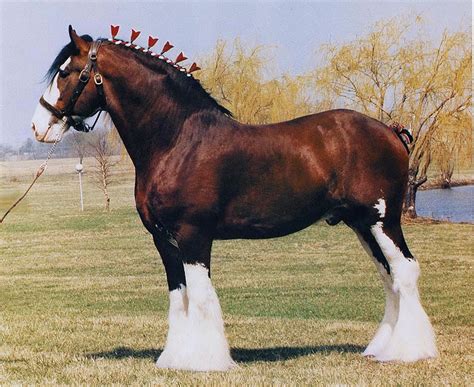 Konie Koniki Konisie: rasy koni;Clydesdale