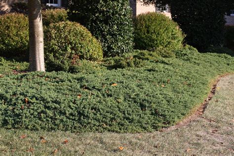 creeping juniper | Outdoor decor, Outdoor, Plants