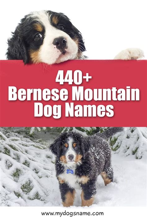 Bernese Mountain Dog Names – 440+ Amazing Ideas! - My Dog's Name | Dog names, Bernese mountain ...