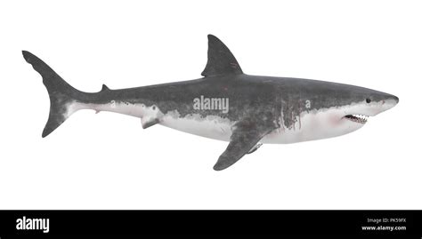 Great white shark side view hi-res stock photography and images - Alamy