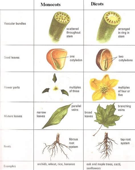 Monocot Diagram - Wiring Diagram Pictures