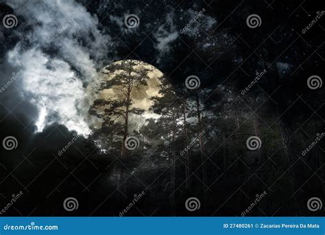 Full moon forest stock image. Image of illuminated, bright - 27480261