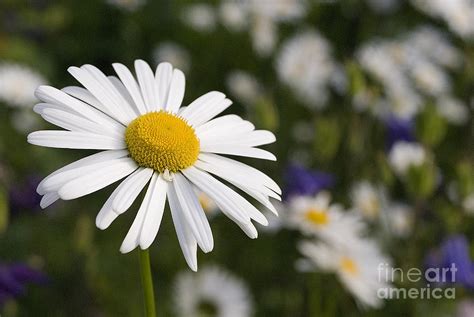 Ox eye Daisy Photograph by E Petersen - Fine Art America