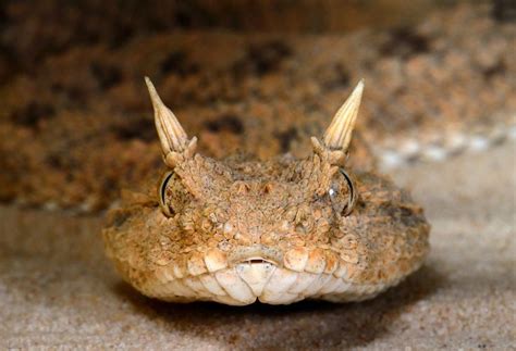 Desert Horned VIper | Horned viper snake | Pinterest | Devil, Middle and Search