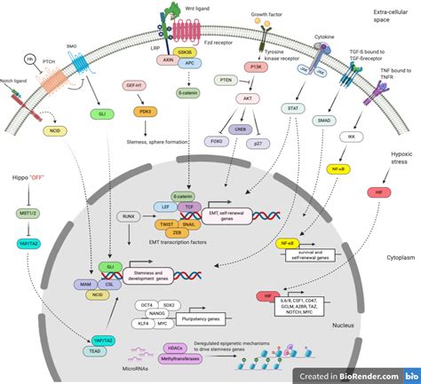 Regulation of cancer stem cells in triple negative breast cancer