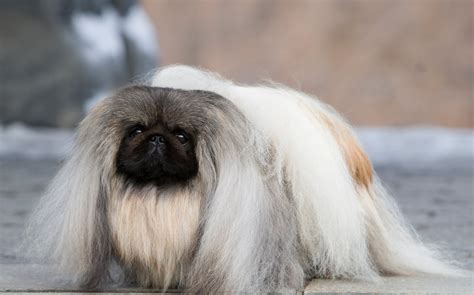 Pekingese - Poochpedia