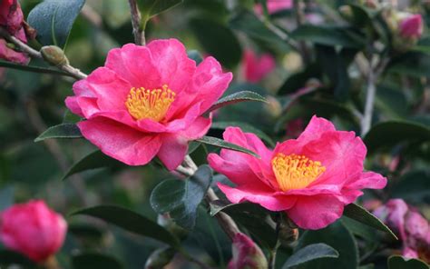 Camellia Sasanqua | Hickory Creek Nursery