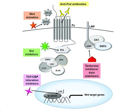 | Targeting Wnt signaling to combat cancer. The Wnt pathway has ...