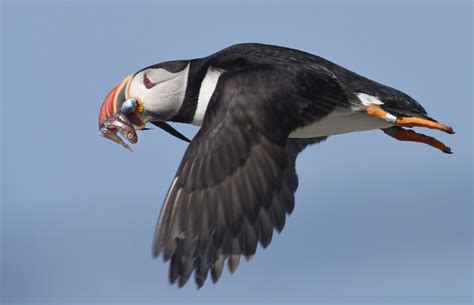 Facing Uncertain Future, Puffins Adapt to Survive Climate Change ...