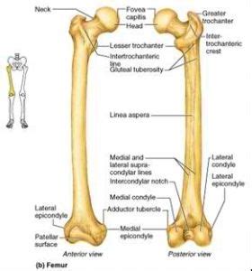 Linea aspera | Human anatomy, Anatomy, Biology