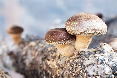 What are adaptogenic mushrooms and their health benefits?