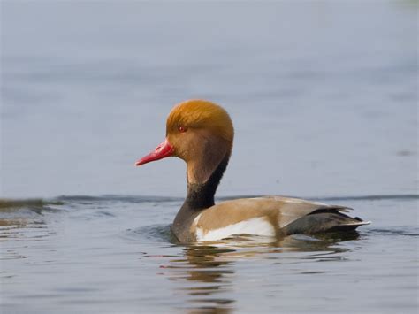 Red-crested Pochard - male. [Explored] | Red-crested Pochard… | Flickr