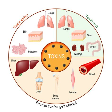 Why toxins build up in our body | Fitat60.com