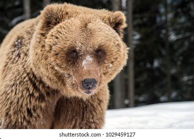 Closeup Brown Bear Portrait Stock Photo 1029459127 | Shutterstock