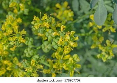 Flower Common Rue Plant Blooming Ruta Stock Photo 578907709 | Shutterstock