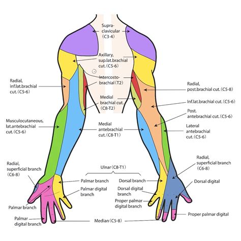 C Dermatome Damage Arm Tingling Dermatomes Chart And Map | My XXX Hot Girl