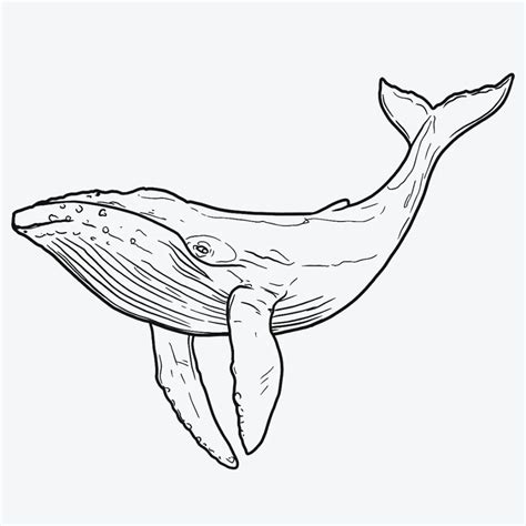 Whale Sketch, Whale Drawing, Fish Sketch, Tattoo Signs, Art Tattoo ...