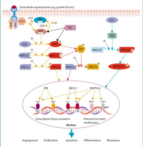 The MAPK signalling pathways and colorectal cancer - The Lancet Oncology