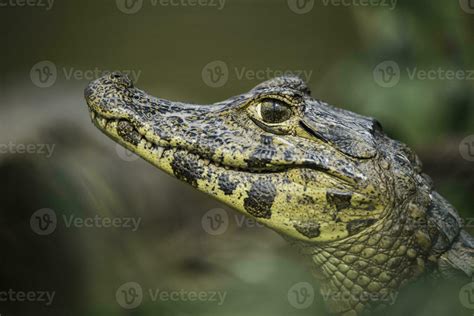 Broad snouted caiman,Caiman latirostris baby, Pantanal, Mato Grosso ...