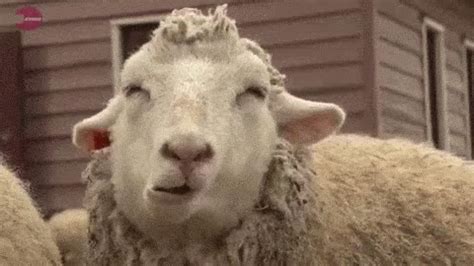 笑う 羊 GIF - Sheep - Discover & Share GIFs