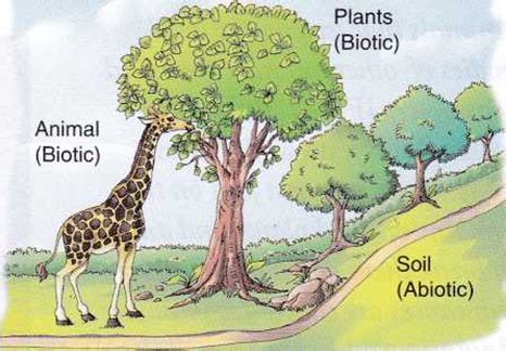 Define Biotic Components