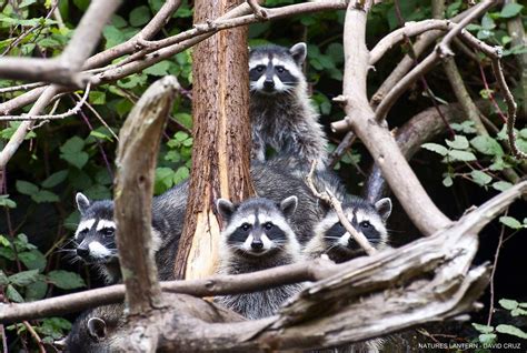 Belonging to a gaze of raccoons in their natural habitat. Baby Raccoon ...