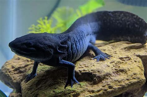 18 Types of Axolotl Colors You Can Own (Axolotl Color Guide) | ExoPetGuides