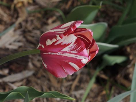 Parrot tulip, a favorite of mine. | Parrot tulips, Tulips, Backyard garden