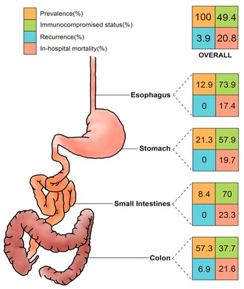 Viruses | Free Full-Text | Cytomegalovirus Diseases of the Gastrointestinal Tract