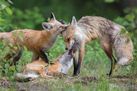 Photographing Wildlife in Grand Teton National Park