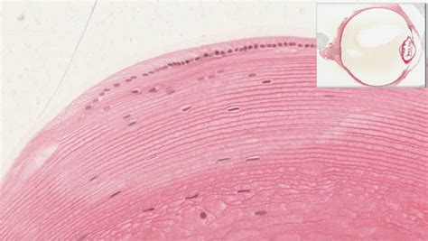 Eye | histology