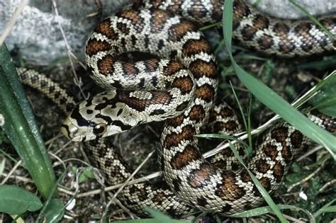 Leopard snake (Elaphe situla). Photographed on the Greek (Photos Framed,...) #6464545