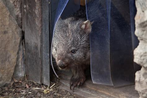 The mystery of how, and why, wombats produce cubic poop