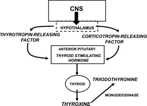 7 The hypothalamicepituitaryethyroid (HPT) axis in birds. | Download Scientific Diagram