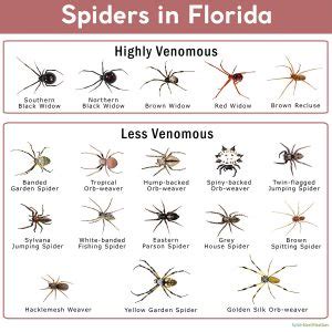 Spiders in Florida: List with Pictures