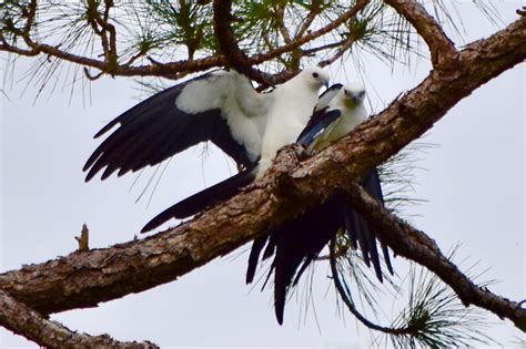 bird of prey forked tail | Jacqui Thurlow-Lippisch