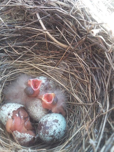 Hatching Baby birds by Jenilyn88 on DeviantArt