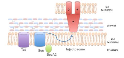 Bacterial Secretion System Immunology Reagents - Creative Diagnostics