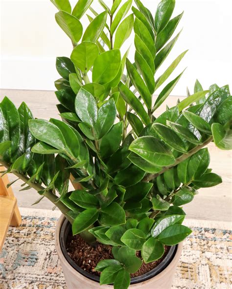 Buy Large ZZ Plant, Zamioculcas Zamiifolia Online | PlantVine