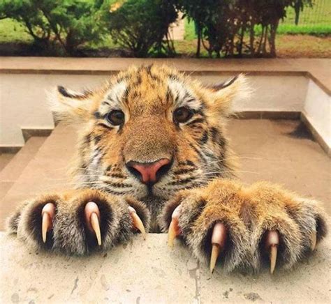 Tiger claws. Julianne McPeters | 可愛い 動物, 猫, 可愛い