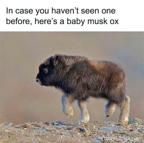 50 Times Animals Were The Perfect Meme Format, As Shared On This ...