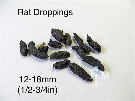 How To Identify Rat Droppings; What Size Are They?